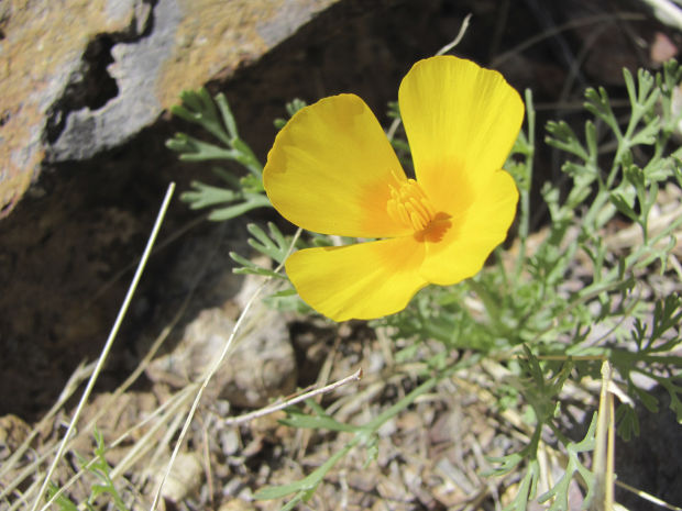 Poppy